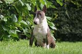 BULL TERRIER MINIATURE 141